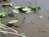 crias de cocodrilo en Everglades