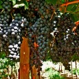 Los 10 vinos que mas nos han gustado - viaje 2014 Argentina y Uruguay
Acompañando nuestra pasión por viajar en moto y conocer la vida en otros países, está el placer de disfrutar de las diferentes formas de cocinar, las diferentes formas de vivir las costumbres, los productos autóctonos de cada lugar  y como no LOS VINOS.
